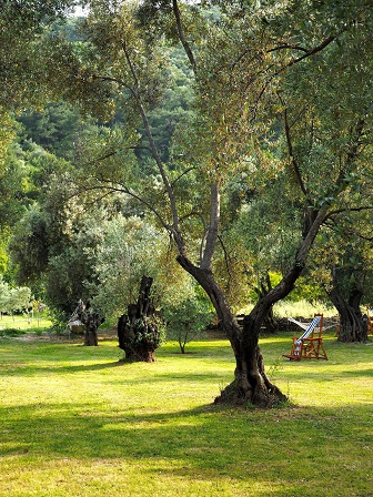 Innerplaces Bewusstseinsreisen - Olivenhain